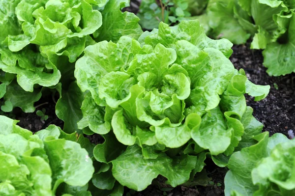 Frisk sallad växer i jord — Stockfoto