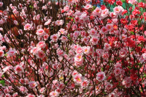 満開の桃の花 flower.apricot 木の枝 — ストック写真