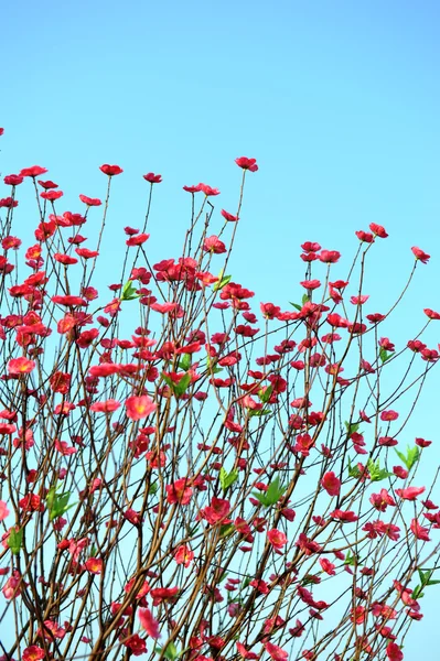 Flor de pêssego flower.apricot-tree ramo em flor — Fotografia de Stock