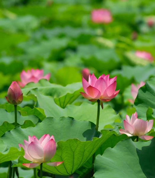 stock image Lotus flower