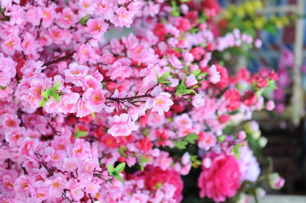 Ветка абрикосового дерева в цветении — стоковое фото