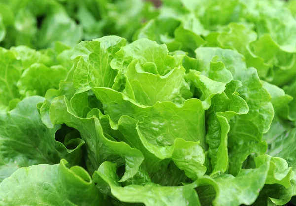 Zdravý salát, rostoucí v půdě — Stock fotografie