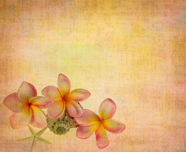 Frangipani ou plumeria flor tropical — Fotografia de Stock