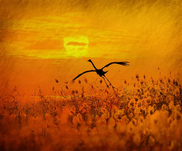 Sunset with a flighting bird — Stock Photo, Image