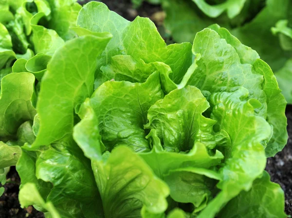 Salat wächst im Boden — Stockfoto
