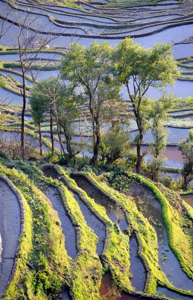 Rijstvelden van yuanyang in yunnan, china — Stockfoto