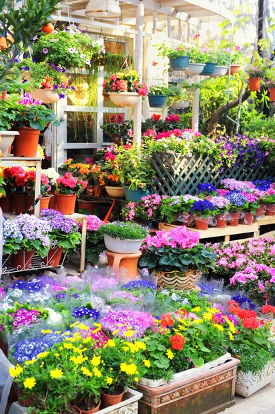 Flores para la venta en un invernadero — Foto de Stock