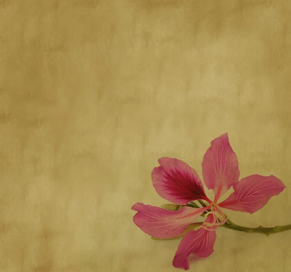 Bauhinia çiçek grunge arka plan üzerinde — Stok fotoğraf