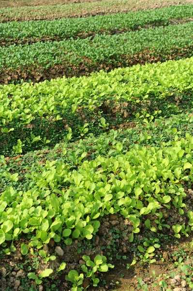 Salat wächst im Boden — Stockfoto