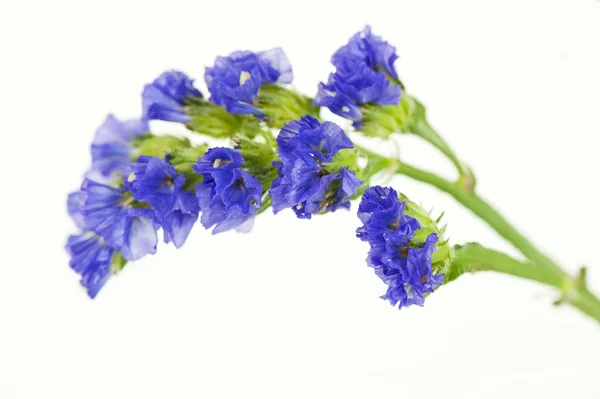Lavender isolated on white — Stock Photo, Image
