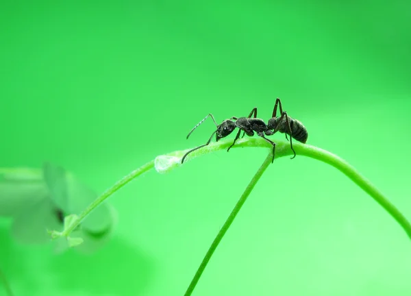 Ants on a green grass — Stock Photo, Image