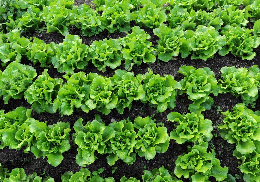 Lettuce growing in the soil Stock Photo by ©firefox 6552904