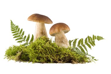 Two fresh mushrooms clipart