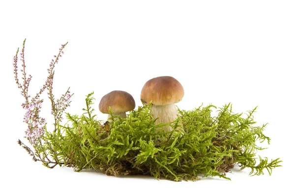 Dois cogumelos frescos no musgo — Fotografia de Stock