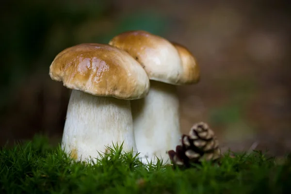 2 버섯 — 스톡 사진