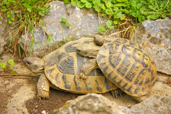 两只乌龟 — 图库照片