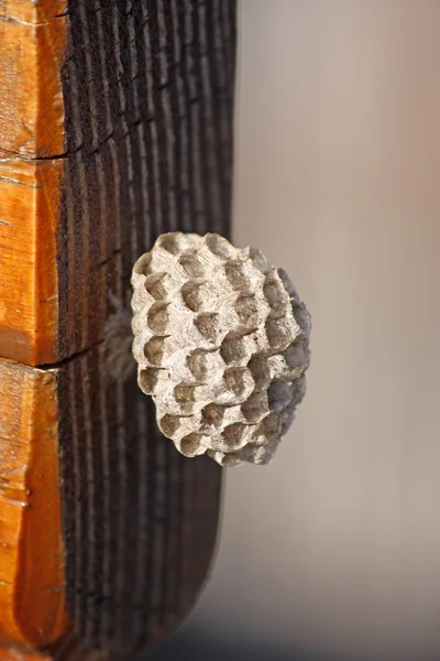 Wasp nest — Stock Photo, Image