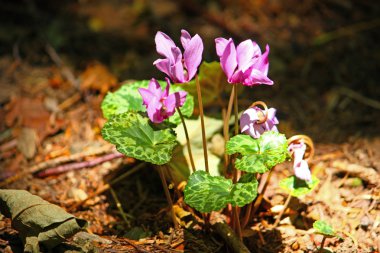 Forest cyclamen clipart