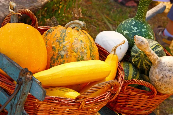 Gourds decorativi — Foto Stock