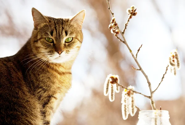 Cat portrait — Stock Photo, Image