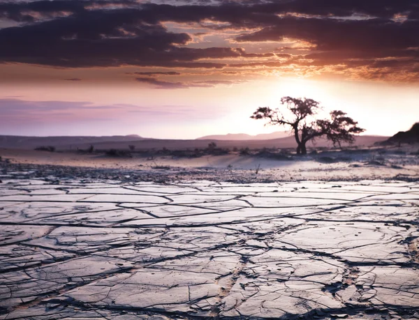 Desierto seco — Foto de Stock