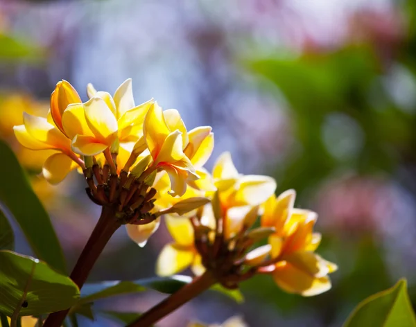 하와이 꽃 — 스톡 사진