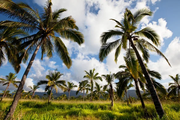 Palm tree plantation — Stockfoto