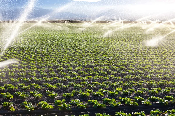 stock image Sprouts on field