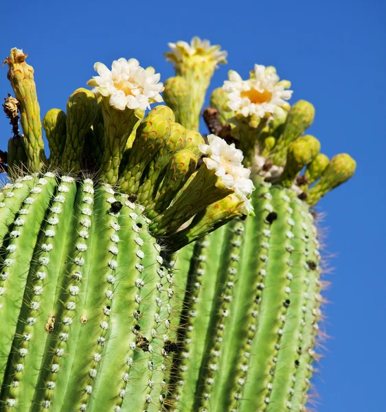 Virágzó kaktusz — Stock Fotó