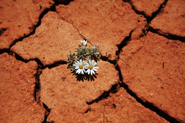 stock image Flower in drought