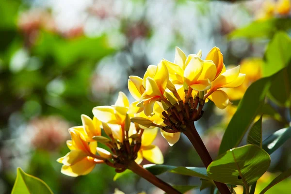 Hawajskie kwiaty — Zdjęcie stockowe
