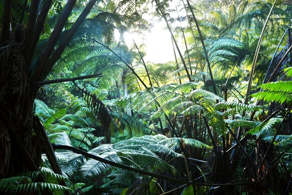 丛林-雨林在夏威夷 — 图库照片