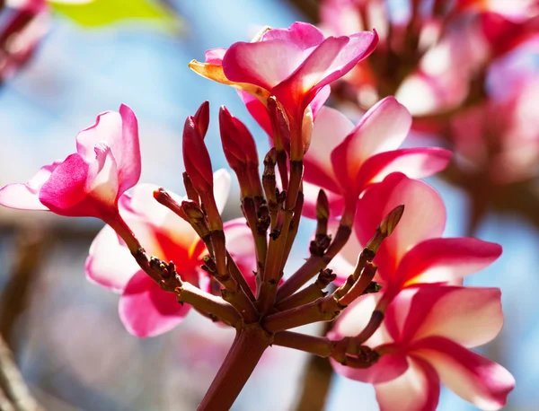 Tropické květiny — Stock fotografie