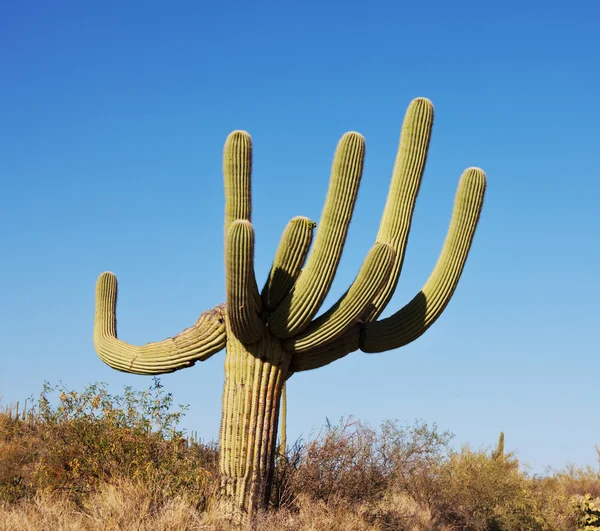 Park saguaro kaktüs — Stok fotoğraf