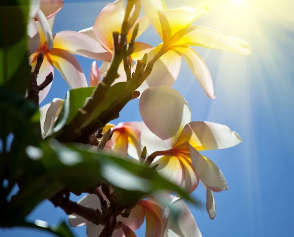 Sunny flowers — Stock Photo, Image