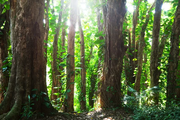 Foresta giungla-pioggia alle Hawaii — Foto Stock