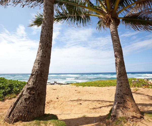Palmeira na praia — Fotografia de Stock