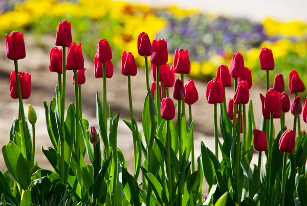 Tulipany w ogrodzie — Zdjęcie stockowe