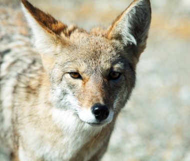 Coyote closeup clipart