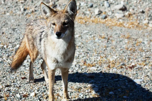 Primo piano del coyote — Foto Stock