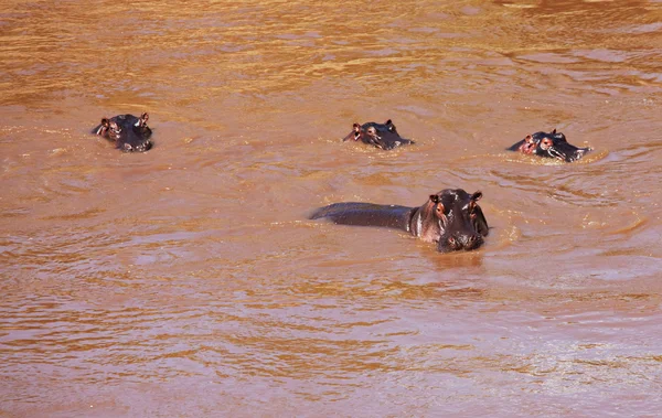 Hipopótamo en río —  Fotos de Stock
