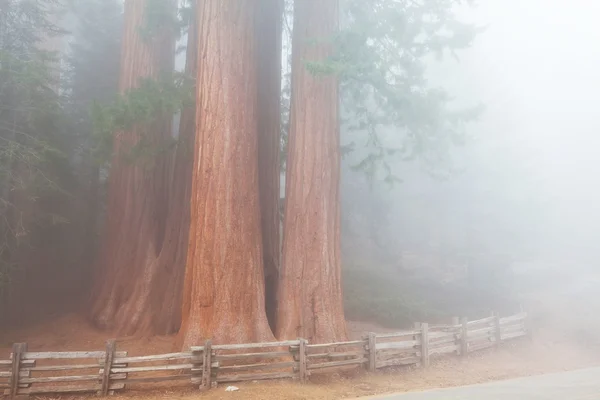 Sequoia national park w Stany Zjednoczone Ameryki — Zdjęcie stockowe