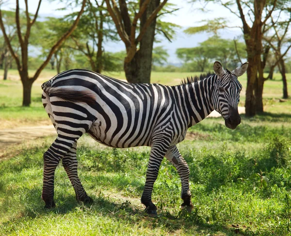 Zebra no mato — Fotografia de Stock