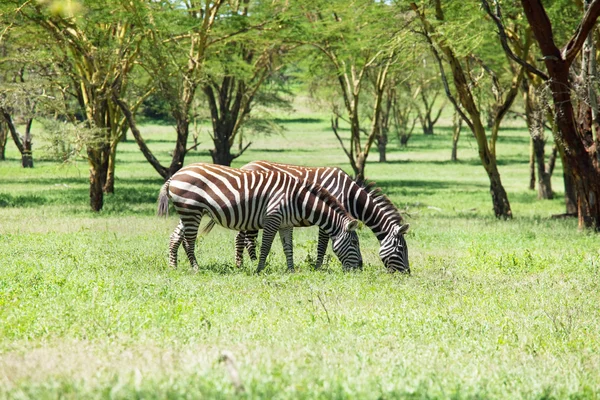 Зебры в зелёном кусте — стоковое фото