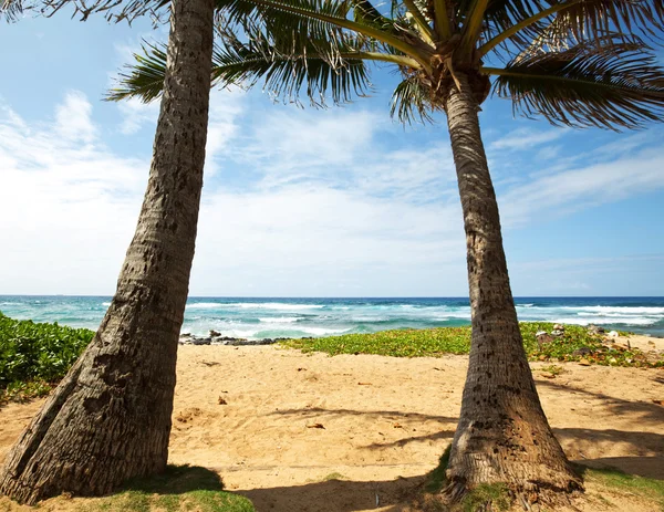 Strand auf Hawaii — Stockfoto