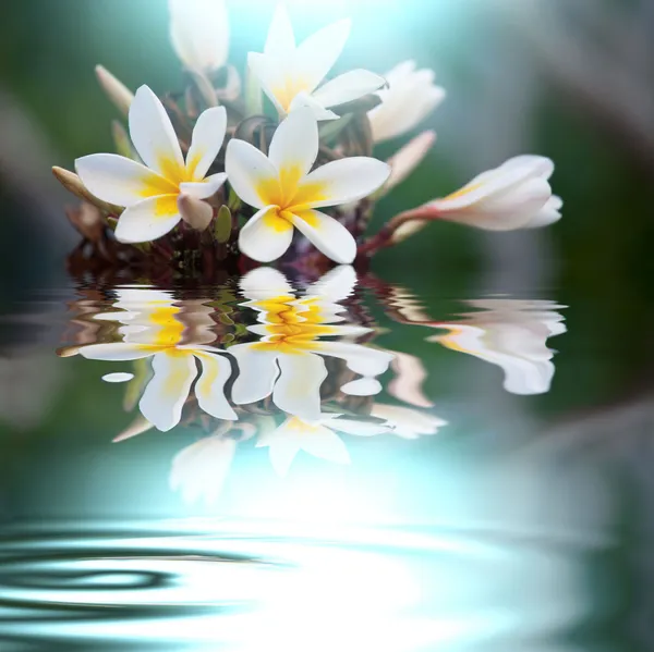 Квіти затоплені — стокове фото