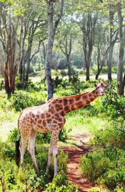 Giraffe clipart