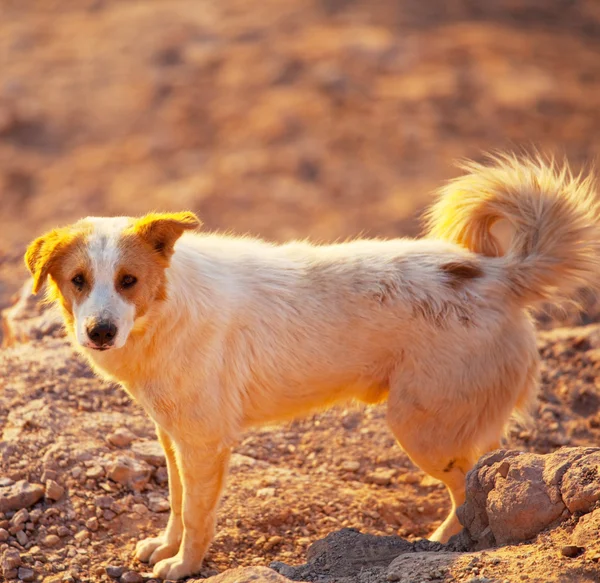 stock image Dog portrait