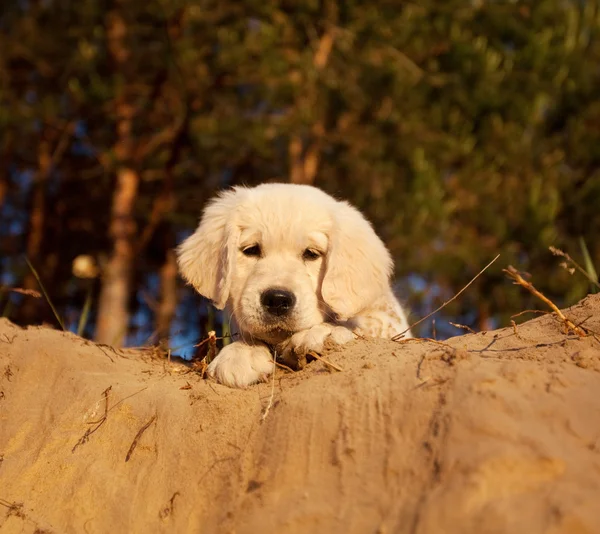 stock image Labrador