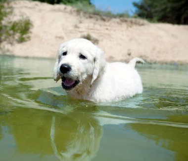 Bebek labrador